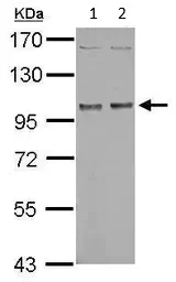 Western blot - Anti-NBR1 antibody (AB126175)