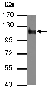 Western blot - Anti-NBR1 antibody (AB126175)