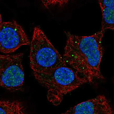Immunocytochemistry/ Immunofluorescence - Anti-NBR1 antibody (AB219862)