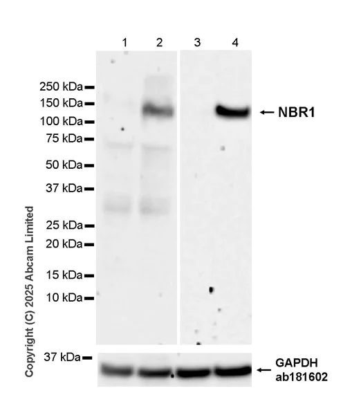 Western blot - Anti-NBR1 antibody [EPR30441-637] (AB324910)