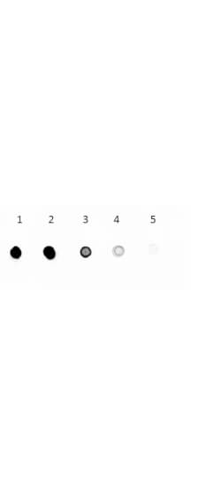 Dot Blot - NBT / BCIP Solution - Ready to Use Alkaline Phosphatase chromogen (AB7468), expandable thumbnail