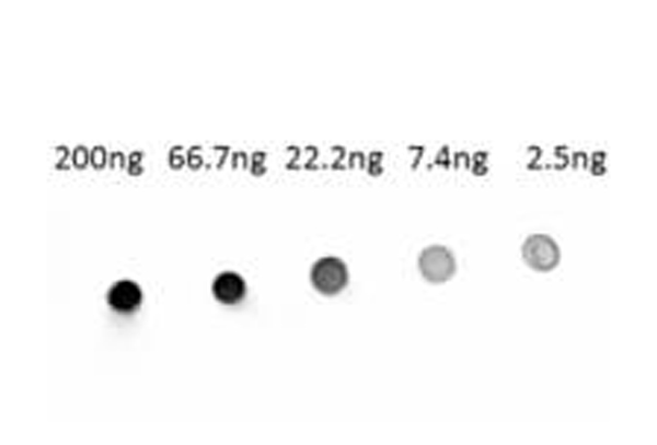 Dot Blot - NBT / BCIP Solution - Ready to Use Alkaline Phosphatase chromogen (AB7468), expandable thumbnail