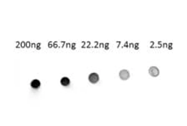 Dot Blot - NBT / BCIP Solution - Ready to Use Alkaline Phosphatase chromogen (AB7468)
