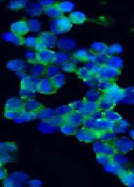 Immunocytochemistry/ Immunofluorescence - Anti-NCAM1 antibody [123C3] (AB9272)