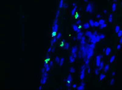 Immunohistochemistry (Frozen sections) - Anti-NCAM1 antibody [123C3] (AB9272), expandable thumbnail