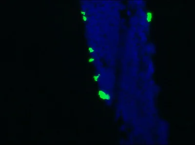 Immunohistochemistry (Frozen sections) - Anti-NCAM1 antibody [123C3] (AB9272)