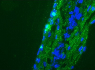 Immunohistochemistry (Frozen sections) - Anti-NCAM1 antibody [123C3] (AB9272), expandable thumbnail