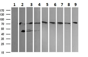 Western blot - Anti-NCAM1 antibody [1G4] (AB230724)