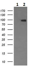 Western blot - Anti-NCAM1 antibody [1G4] (AB230724)