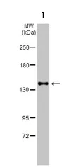 Western blot - Anti-NCAM1 antibody (AB154566)