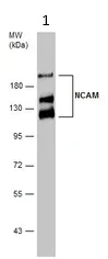 Western blot - Anti-NCAM1 antibody (AB154566)