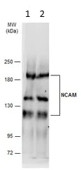 Western blot - Anti-NCAM1 antibody (AB154566)