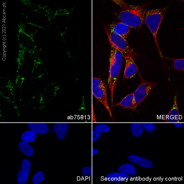 Immunocytochemistry/ Immunofluorescence - Anti-NCAM1 antibody [EP2567Y] - BSA and Azide free (AB214435), expandable thumbnail