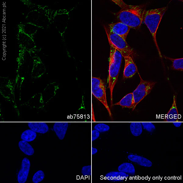 Immunocytochemistry/ Immunofluorescence - Anti-NCAM1 antibody [EP2567Y] - BSA and Azide free (AB214435)