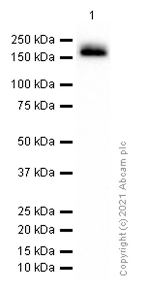 Western blot - Anti-NCAM1 antibody [EP2567Y] - BSA and Azide free (AB214435), expandable thumbnail