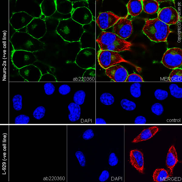 Immunocytochemistry/ Immunofluorescence - Anti-NCAM1 antibody [EPR21827] (ab220360), expandable thumbnail