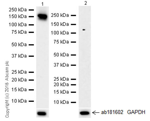 Western blot - Anti-NCAM1 antibody [EPR21827] (AB220360), expandable thumbnail