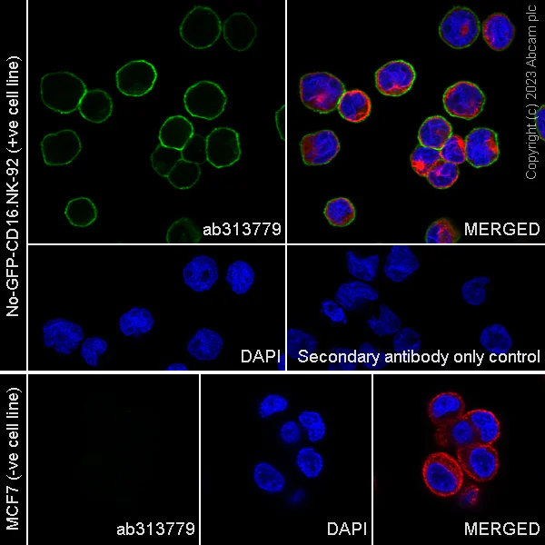Immunocytochemistry/ Immunofluorescence - Anti-NCAM1 antibody [EPR26939-108] (AB313779)