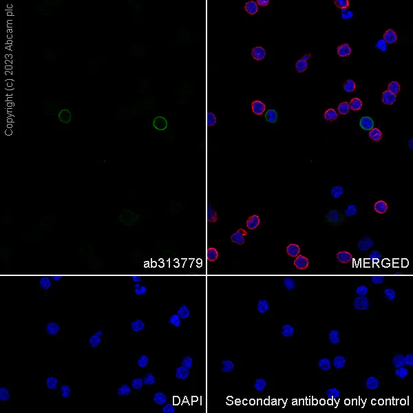 Immunocytochemistry/ Immunofluorescence - Anti-NCAM1 antibody [EPR26939-108] (AB313779)