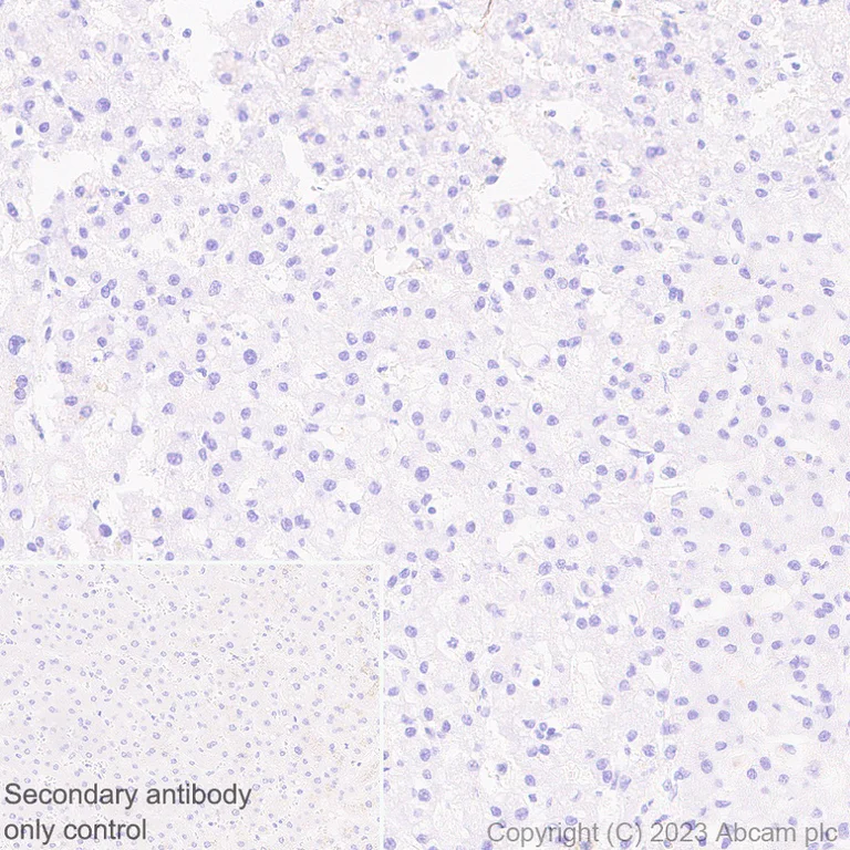 Immunohistochemistry (Formalin/PFA-fixed paraffin-embedded sections) - Anti-NCAM1 antibody [EPR26939-108] - BSA and Azide free (AB313780)