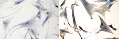 Immunocytochemistry - Anti-NCAM1 antibody [RNL-1] (AB9018)