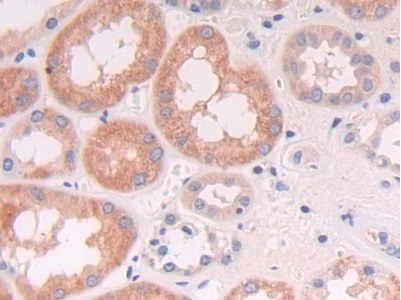 Immunohistochemistry (Formalin/PFA-fixed paraffin-embedded sections) - Anti-NCAM2 antibody (AB232923), expandable thumbnail