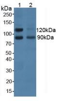 Western blot - Anti-NCAM2 antibody (AB232923), expandable thumbnail