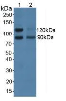 Western blot - Anti-NCAM2 antibody (AB232923)