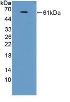 Western blot - Anti-NCAM2 antibody (AB232923)