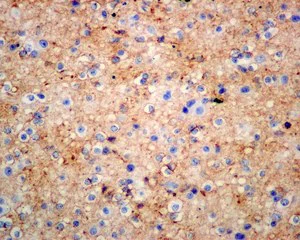 Immunohistochemistry (Formalin/PFA-fixed paraffin-embedded sections) - Anti-NCAM2 antibody [EPR12815(B)] (AB173297)