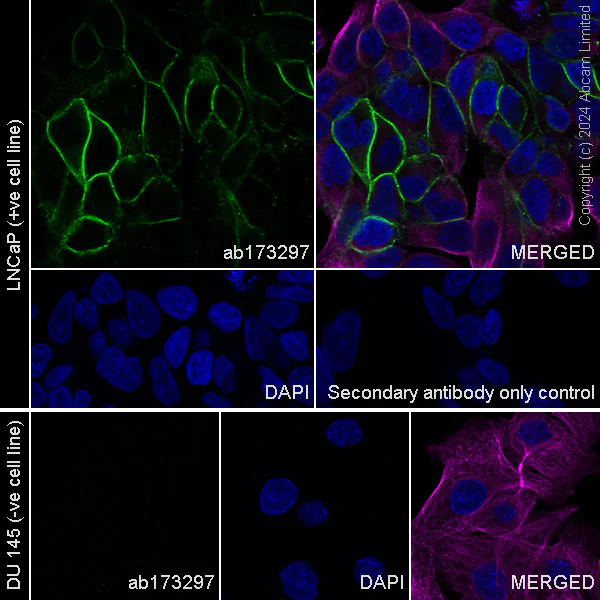 Immunocytochemistry/ Immunofluorescence - Anti-NCAM2 antibody [EPR12815(B)] - BSA and Azide free (AB249758)