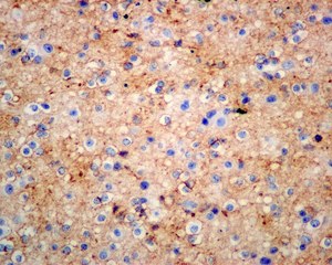 Immunohistochemistry (Formalin/PFA-fixed paraffin-embedded sections) - Anti-NCAM2 antibody [EPR12815(B)] - BSA and Azide free (AB249758)