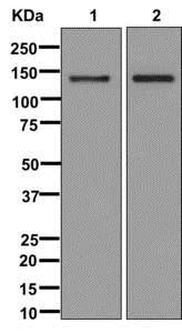 Western blot - Anti-NCAM2 antibody [EPR12815(B)] - BSA and Azide free (AB249758)