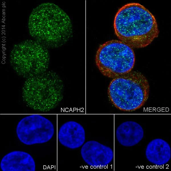 Immunocytochemistry/ Immunofluorescence - Anti-NCAPH2 antibody [EPR17170] (AB200659)