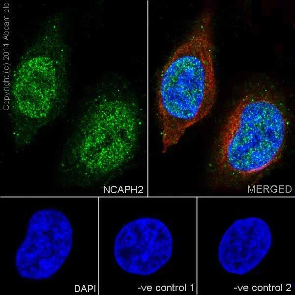 Immunocytochemistry/ Immunofluorescence - Anti-NCAPH2 antibody [EPR17170] - BSA and Azide free (AB251316)