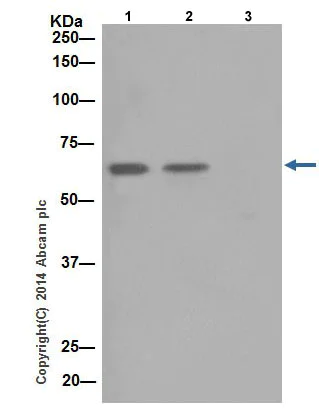 Immunoprecipitation - Anti-NCAPH2 antibody [EPR17170] - BSA and Azide free (AB251316)