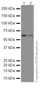 Western blot - Anti-NCAPH2 antibody [EPR17170] - BSA and Azide free (AB251316)
