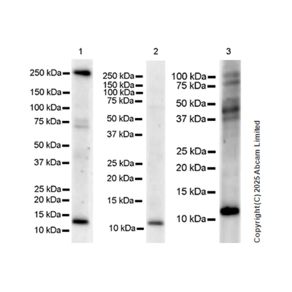 Western blot - Anti-NCBP2AS2 antibody [EPR28845-5] (AB323482)