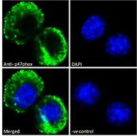 Immunocytochemistry/ Immunofluorescence - Anti-NCF1/p47-phox antibody (AB166930)