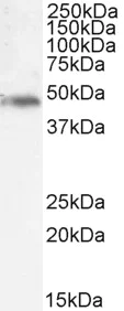 Western blot - Anti-NCF1/p47-phox antibody (AB166930)