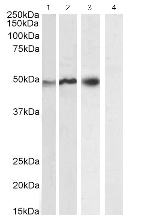 Western blot - Anti-NCF1/p47-phox antibody (AB795)