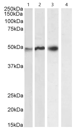 Western blot - Anti-NCF1/p47-phox antibody (AB795)