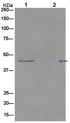 Immunoprecipitation - Anti-NCF1/p47-phox antibody [EPR13134-23] (AB181090)
