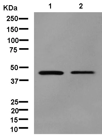 Western blot - Anti-NCF1/p47-phox antibody [EPR13134-23] (AB181090)