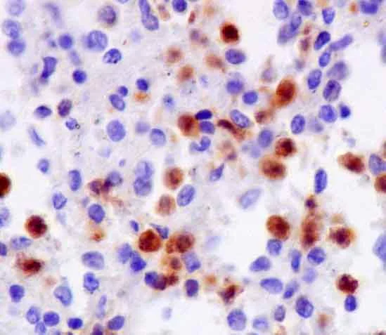 Immunohistochemistry (Formalin/PFA-fixed paraffin-embedded sections) - Anti-NCF1/p47-phox antibody [EPR13134-23] - BSA and Azide free (AB250338)