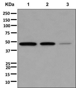 Western blot - Anti-NCF1/p47-phox antibody [EPR13134] (AB179457)