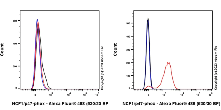 Flow Cytometry (Intracellular) - Anti-NCF1/p47-phox antibody [EPR27205-231] (AB308256)