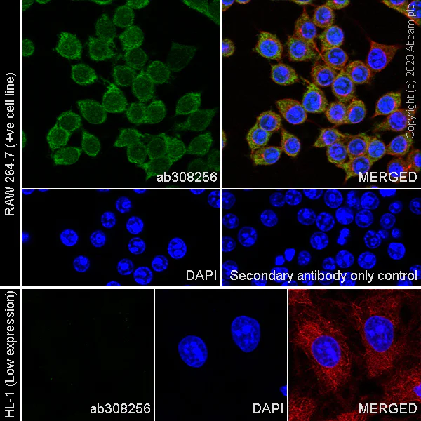 Immunocytochemistry/ Immunofluorescence - Anti-NCF1/p47-phox antibody [EPR27205-231] - BSA and Azide free (AB308257)