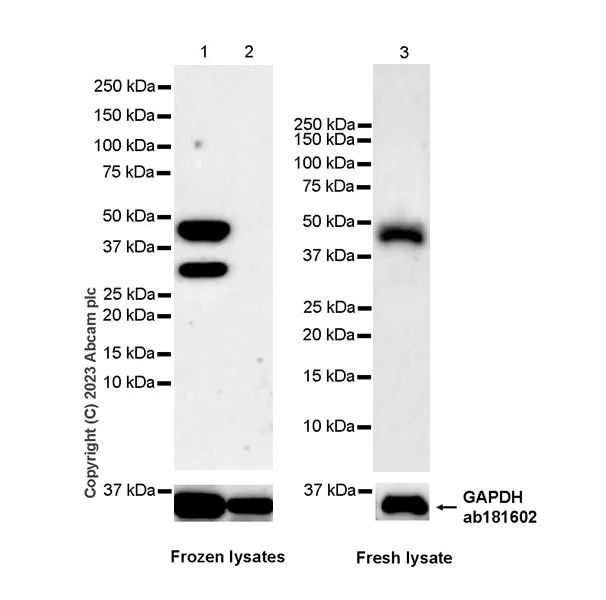 Western blot - Anti-NCF1/p47-phox antibody [EPR27205-231] - BSA and Azide free (AB308257)