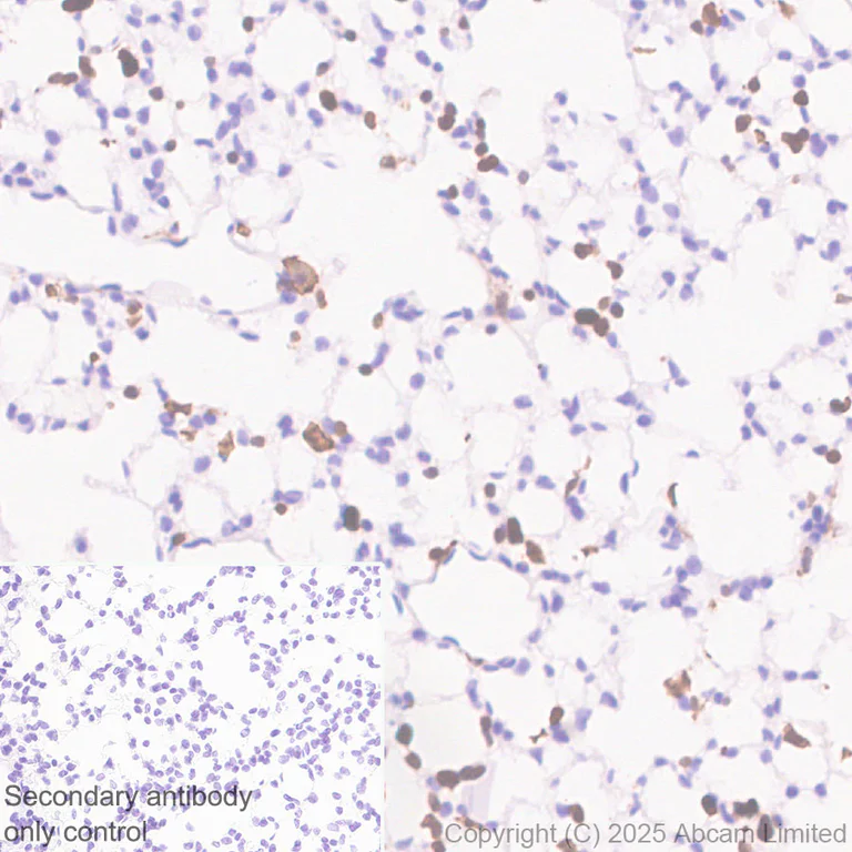Immunohistochemistry (Formalin/PFA-fixed paraffin-embedded sections) - Anti-NCF1/p47-phox antibody [EPR29939-21] (AB325129)